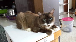 Takako（pls Read Description) - Domestic Medium Hair Cat