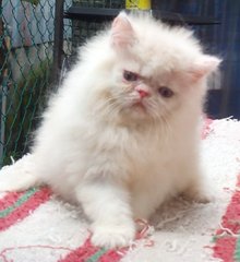 Persian Semiflat - Persian Cat