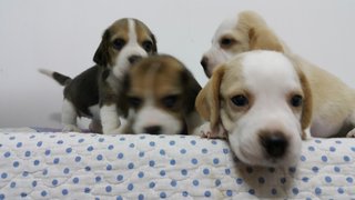 Beagle Puppies For Sale - Beagle Dog