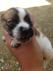 Baby  - Mixed Breed Dog
