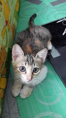 Wa Wa (Pls Read Description) - Calico Cat