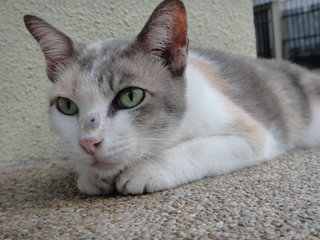 Mimi- Missing - Domestic Short Hair Cat