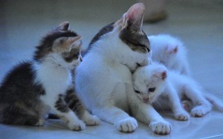 Kittens (Different Ages &amp; Colours) - Domestic Short Hair Cat