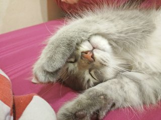Lucy - Domestic Medium Hair Cat