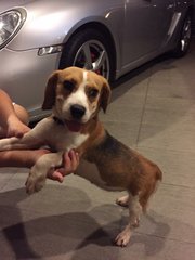Beagle Found In Damansara Kim - Beagle Dog
