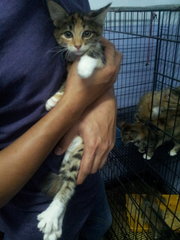 Gold Grey Tabby w/ white socks