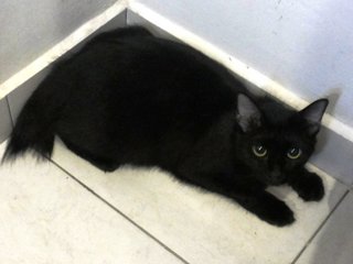 Dory - Domestic Medium Hair Cat