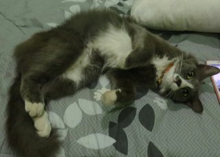 Gray - Domestic Long Hair Cat