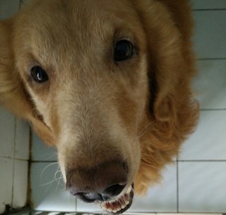 Golden Retriever - Golden Retriever Dog
