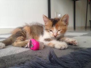 Lele And Nala  - Siamese + American Curl Cat