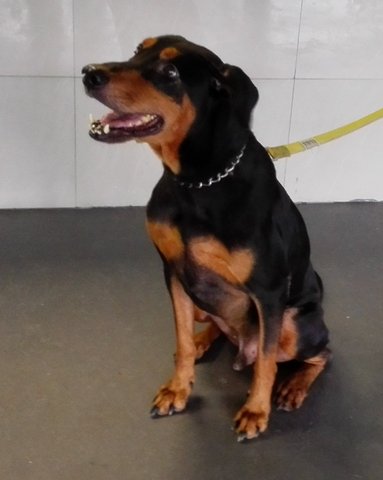 Poppy Mix - Doberman Pinscher + Rottweiler Dog