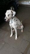 Hailey - Dalmatian Dog