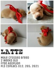 Latte - Mixed Breed Dog