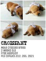 Croissant - Mixed Breed Dog