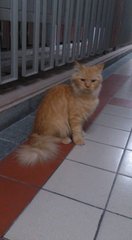 Ginger Cat - Domestic Long Hair Cat