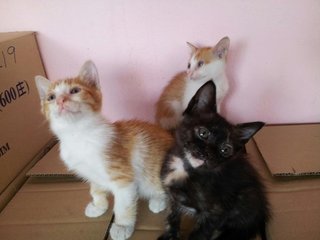 3 Loving Kittens - Domestic Short Hair Cat
