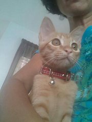 Male Kitten @ Rawang,selangor - Domestic Short Hair Cat
