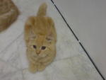 Gabriella (Gabby) - Persian + American Shorthair Cat