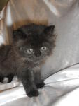 Baby Kitten For Sale!!!!!!!! - Persian + Oriental Long Hair Cat