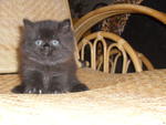 Baby Kitten For Sale!!!!!!!! - Persian + Oriental Long Hair Cat