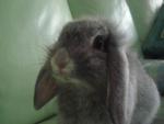 Chester - Holland Lop Rabbit