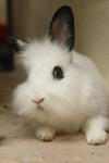 Lola - Angora Rabbit + Hotot Rabbit