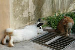 Lola - Angora Rabbit + Hotot Rabbit
