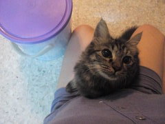 乖乖  Cleffi - Tabby + Domestic Medium Hair Cat
