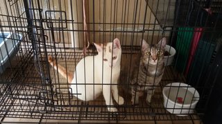 Milki &amp; Mimio - Domestic Short Hair Cat