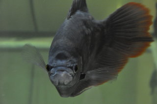 Uli - Labyrinth Fish Fish