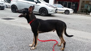 Bruno - Mixed Breed Dog