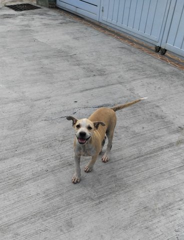 Pitbull Mixed - Pit Bull Terrier + Shar Pei Dog
