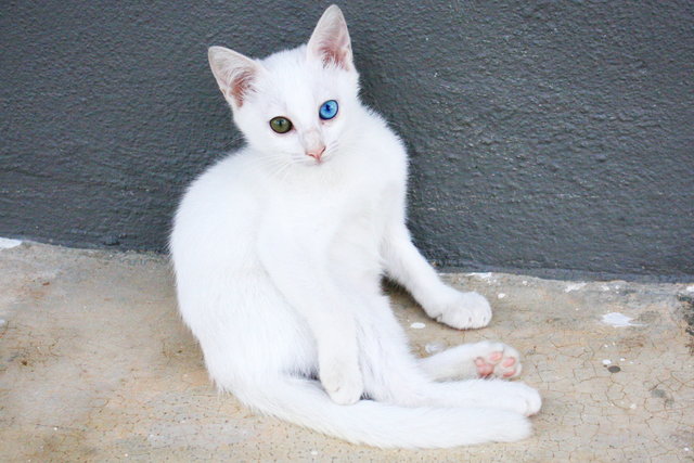 Mimi - Turkish Angora Cat