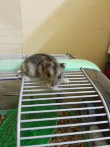 Girlgirl+3layer Cage - Short Dwarf Hamster Hamster
