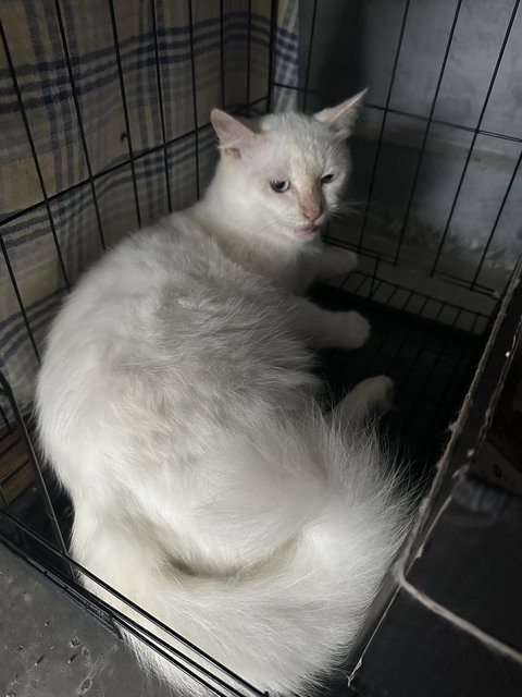 Boi - Siamese + Domestic Long Hair Cat