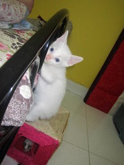 White Cat With Blue Eyes - Domestic Short Hair Cat