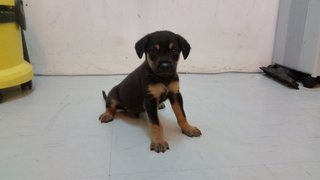 Puppy 3 - Mixed Breed Dog