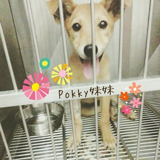 Pokky when she was 4 months old ♥