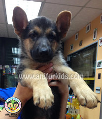 Quality Female German Shepherd Pups - German Shepherd Dog Dog