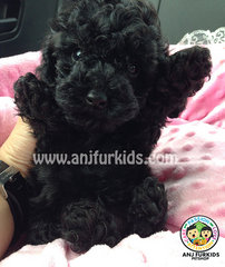 Black Toy Poodle Pup - Poodle Dog