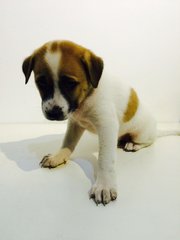 September Special - Mixed Breed Dog