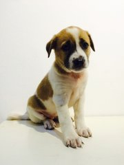September Special - Mixed Breed Dog