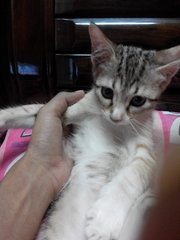 Adopted 2 - American Shorthair + Bengal Cat