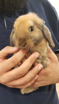 Fluffy - Lop Eared Rabbit