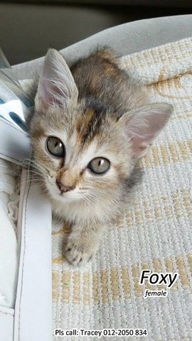 (Adopted) Tracey - Foxy - Domestic Short Hair + Calico Cat