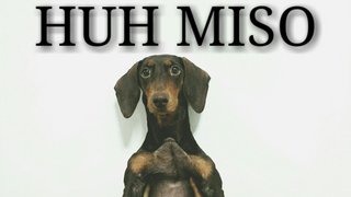 Miso - Dachshund Dog