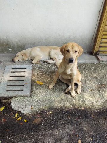 Lrtboy - Labrador Retriever Dog