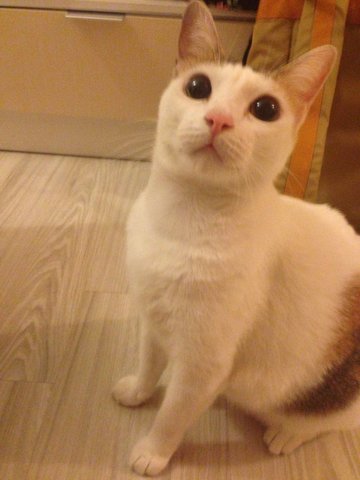 Taki - Domestic Short Hair Cat