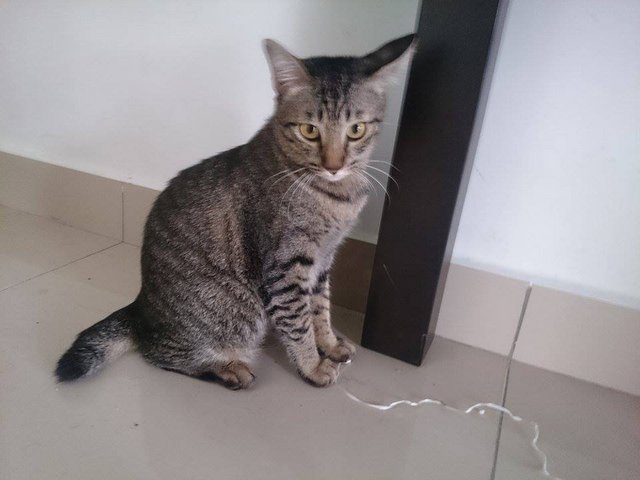 Azza - Domestic Medium Hair Cat