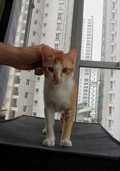 Help Me - Domestic Short Hair Cat